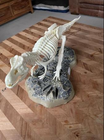 Image 2 of Tyrannosaurus Rex Freestanding Skeleton Model