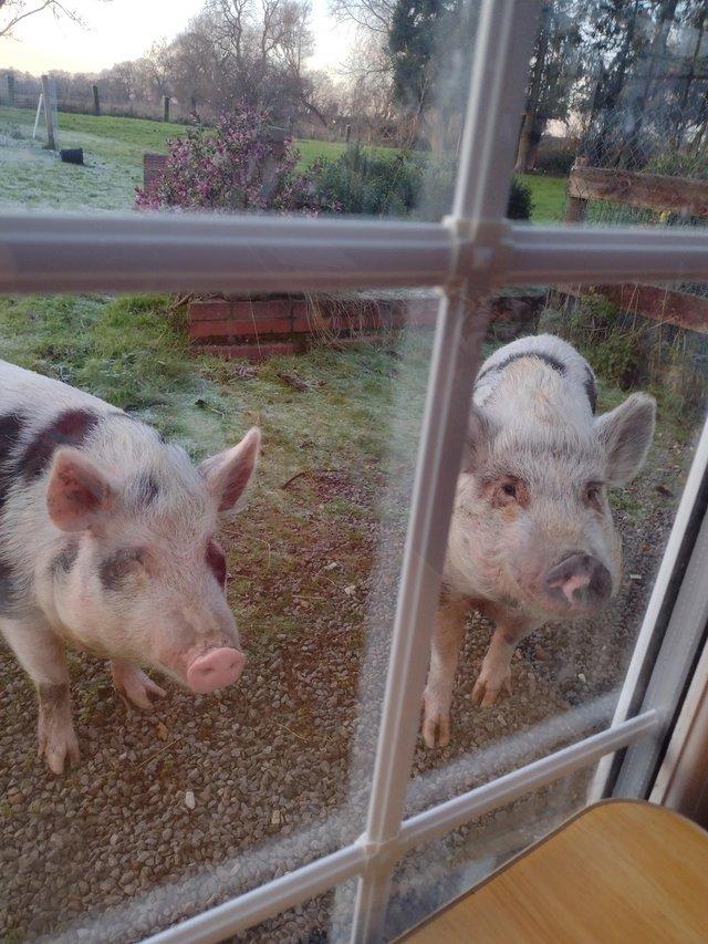 Preview of the first image of 2 X FEMALE KUNE KUNE PIGS, 2 years and 8 years old.