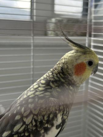 Image 3 of 1 year old female cockatiel for sale