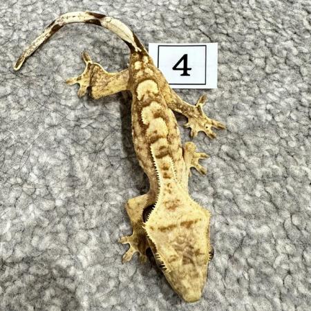 Image 8 of CRESTED GECKOS FOR SALE! MALE & FEMALE MORPHS AVAILABLE