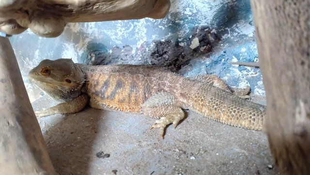 Image 5 of Bearded Dragon for sale with vivarium and all accessories