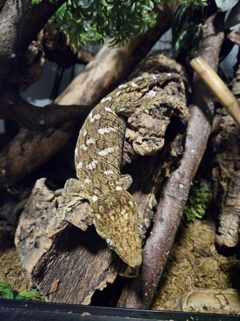 Image 7 of Leachianus gecko female proven isle E morro