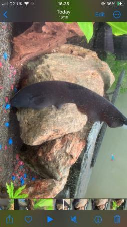 Image 5 of Black Ghost knife fish for sale