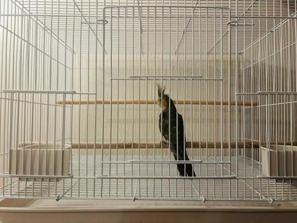 Image 5 of Brand New Large Birds Cages For Sale