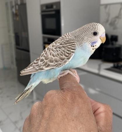 Image 2 of Tame baby budgies for reservation