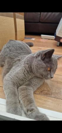 Image 5 of Beautiful British Shorthair one year old male cat