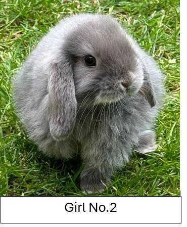 Image 1 of Pure Bred Mini Lop babies