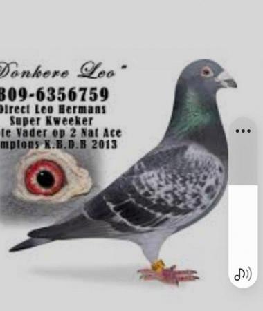 Image 6 of last round...Racing pigeons kits 2024 young birds