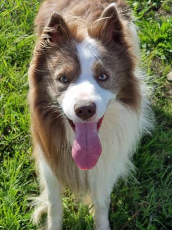 Image 1 of KC REG Lilac and white border collie