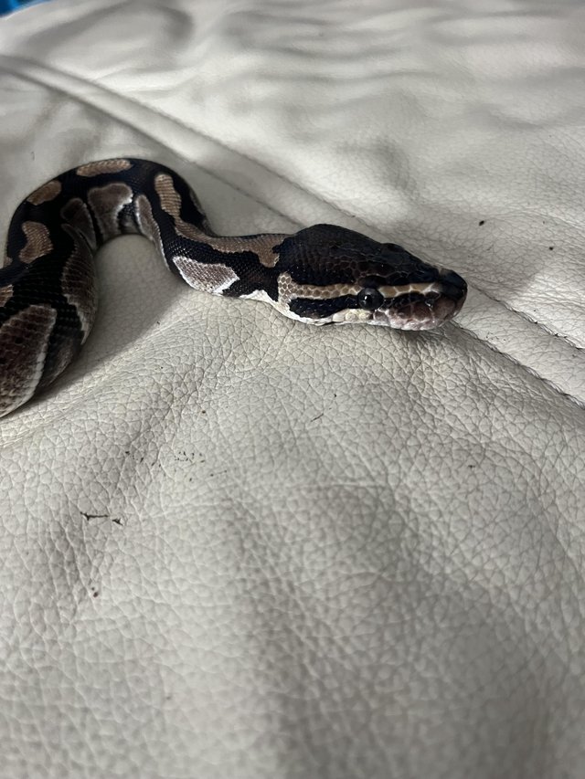 Preview of the first image of Normal baby ball python for sale.