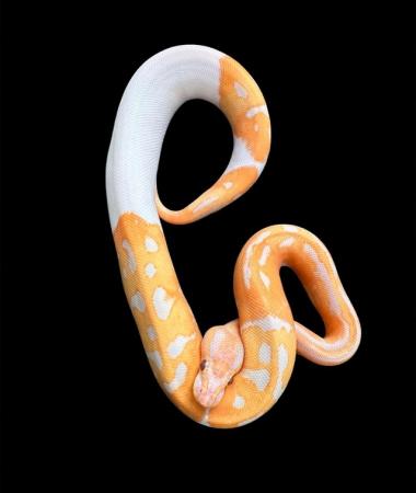 Image 3 of Albino Lavender Pied ‘Dreamsicle’ Royal pythons