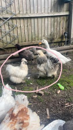 Image 1 of Silkie pair of chickens