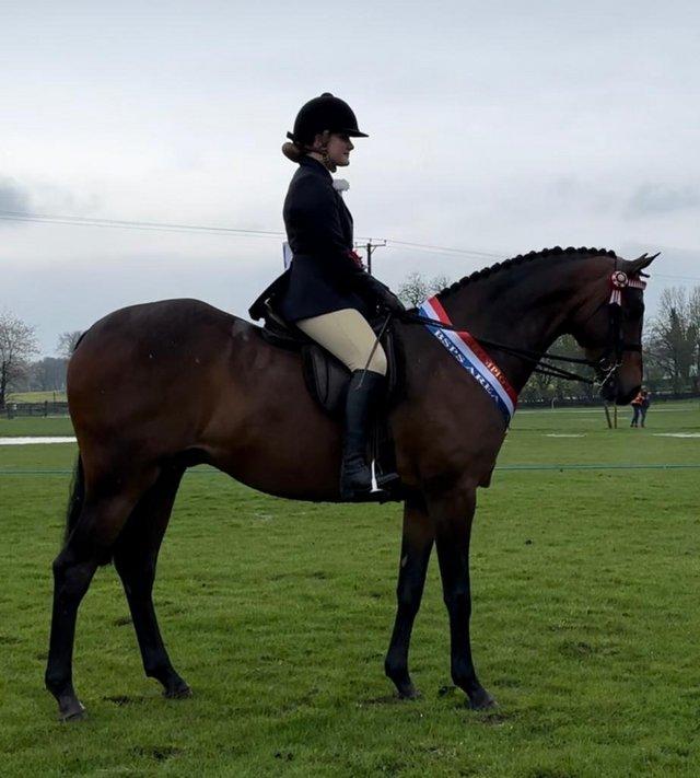 Preview of the first image of Show Riding Type/dressage pony.