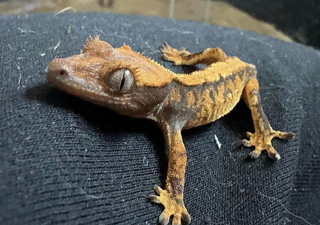 Image 6 of 9 baby crested geckos for sale