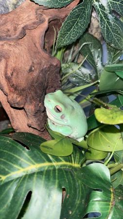 Image 1 of Whites tree frog and exo terra for sale