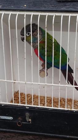 Image 4 of 5 year old green violet conure