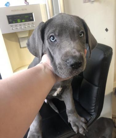 Image 17 of 4 LEFT! - 12 Healthy Chunky Solid Blue Great Dane Puppies