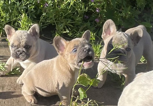 Image 18 of QUALITY TRUE TO TYPE FRENCH BULLDOG PUPPIES