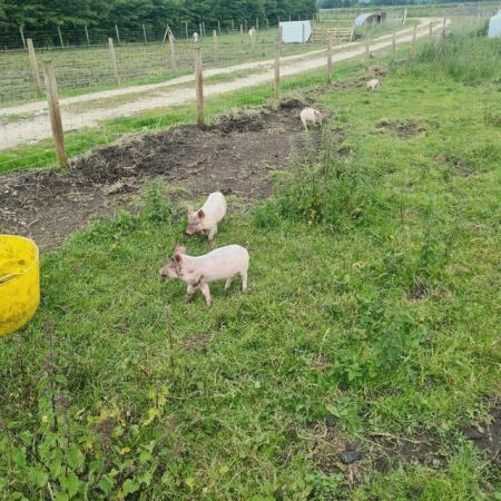 Image 2 of Weaners for sale. OSB and Berkshire x Large white