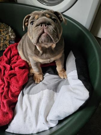 Image 6 of Chunky male bulldog puppy for sale