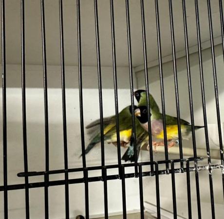 Image 5 of Lots of Gouldians and other finches 2023 bred