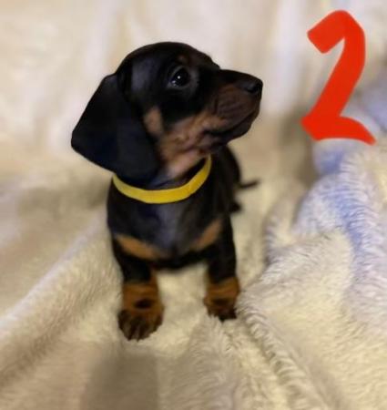 Miniature Dachshund Puppies for sale in St Ives, Cambridgeshite