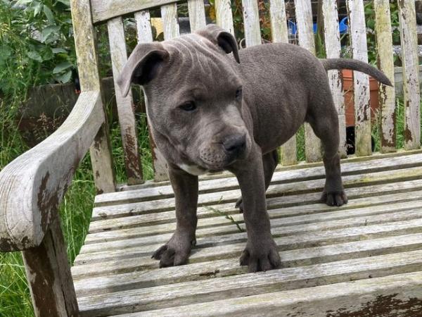 Image 24 of beautiful champion blue Staffordshire boy puppy available