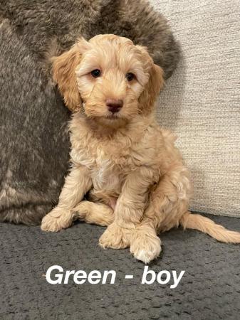 Image 5 of Goldendoodle puppies *** ready now for new homes***