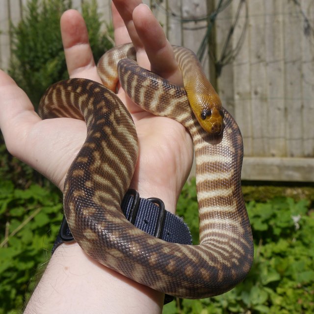 Preview of the first image of CB23 Male Woma python, Gorgeous large baby.