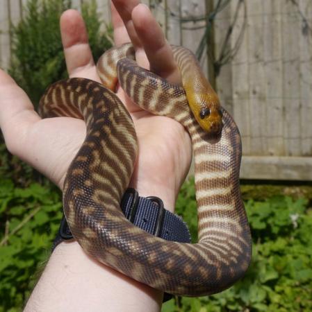 Image 1 of CB23 Male Woma python, Gorgeous large baby