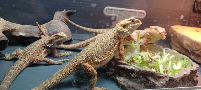 Preview of the first image of Cb023 bearded dragons STUNNING.