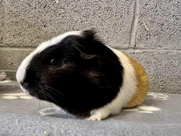Image 9 of 3 gorgeous girl guinea pigs