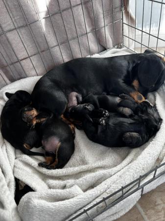 Image 6 of 4 gorgeous Black and Tan, Miniature Dachshund Puppies