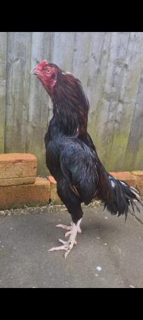 Image 1 of Aseel for sale 14 months old miawali black white eyes legs b