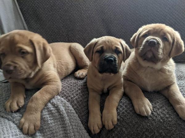 Image 10 of Large mix breed puppies for sale