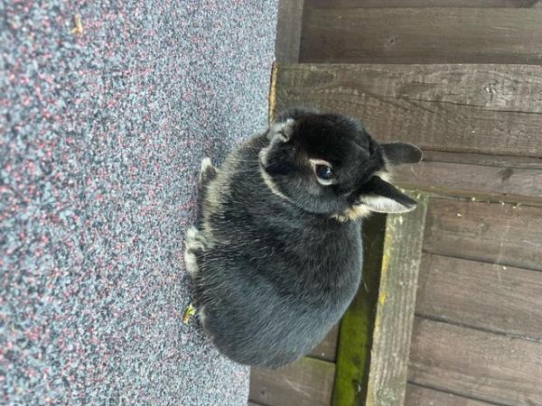 Image 2 of Male Netherland Dwarf Rabbit For sale