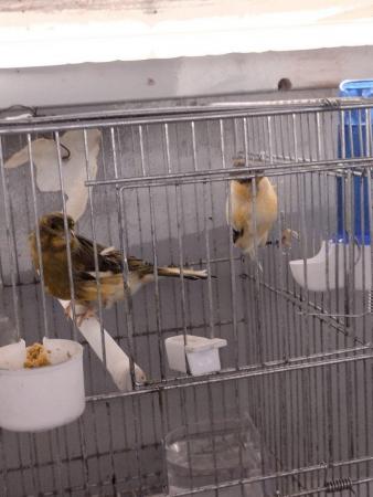Image 6 of Beautiful canarys harlequin + lizard gold + blue