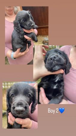 Image 4 of Beautiful Litter of Cocker Spaniels