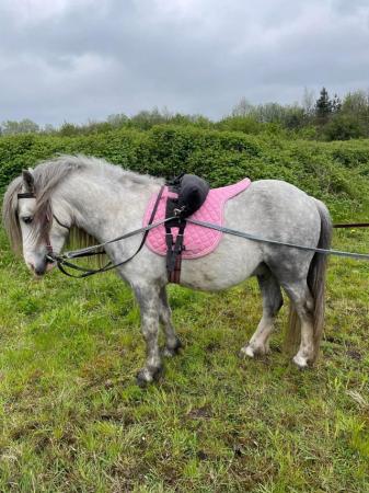 Image 19 of Good Natured Easy11hh Semi-Backed Kids Lead Rein Project 5