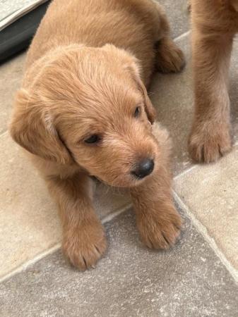 Image 11 of F1 miniature labradoodle puppies