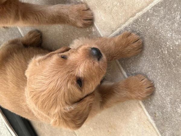 Image 11 of F1 miniature labradoodle puppies