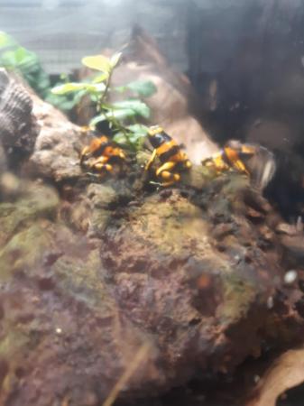 Image 6 of Bumblebee dart froglets available