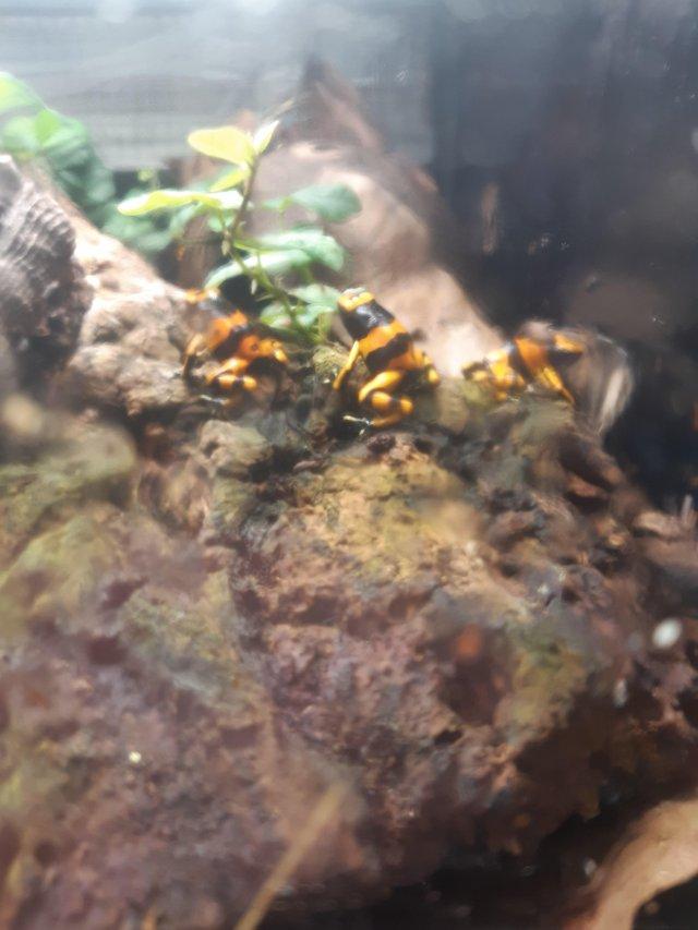 Preview of the first image of Bumblebee dart froglets available.