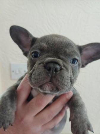 Image 5 of 8 week old French bull dog puppies.