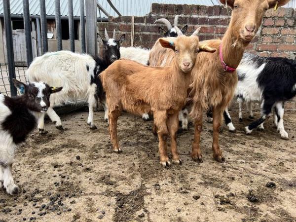Image 1 of Golden guernsey billy kid for sale