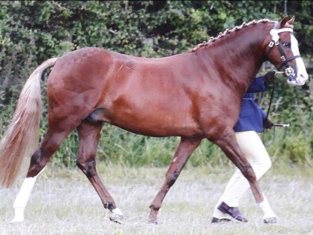 Preview of the first image of 13.1hh chestnut pony for loan.