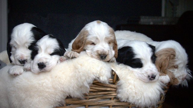 Image 29 of Show Cocker Puppies (KC Registered and fully health tested)
