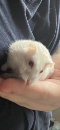 Image 5 of 7. Month old hamster for sale