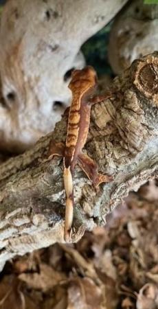 Image 7 of Various young Crested Geckos, different morphs and colours
