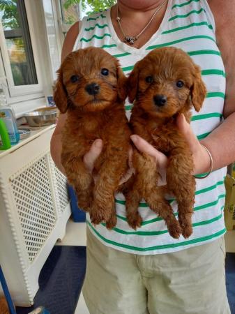 Image 7 of F1 toy cockapoo puppies pra clear